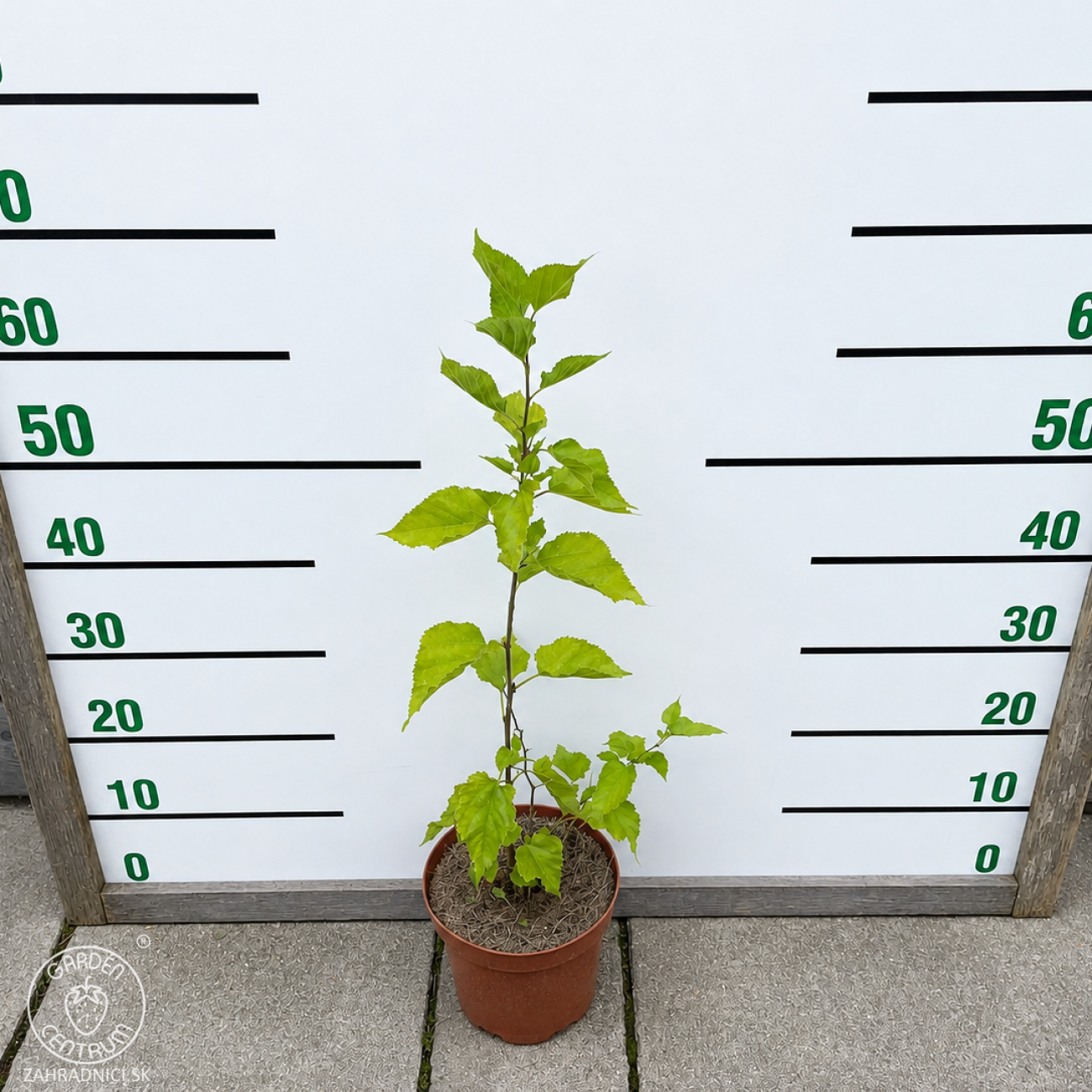 Obrázok Moruša trpasličia (Morus rotundiloba) 'Mojo Berry' ® - výška 50-60 cm, kont. C3L